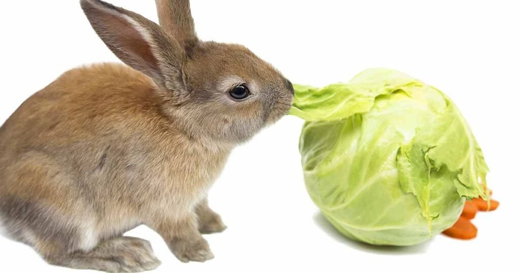 White rabbits eat cabbage Carot