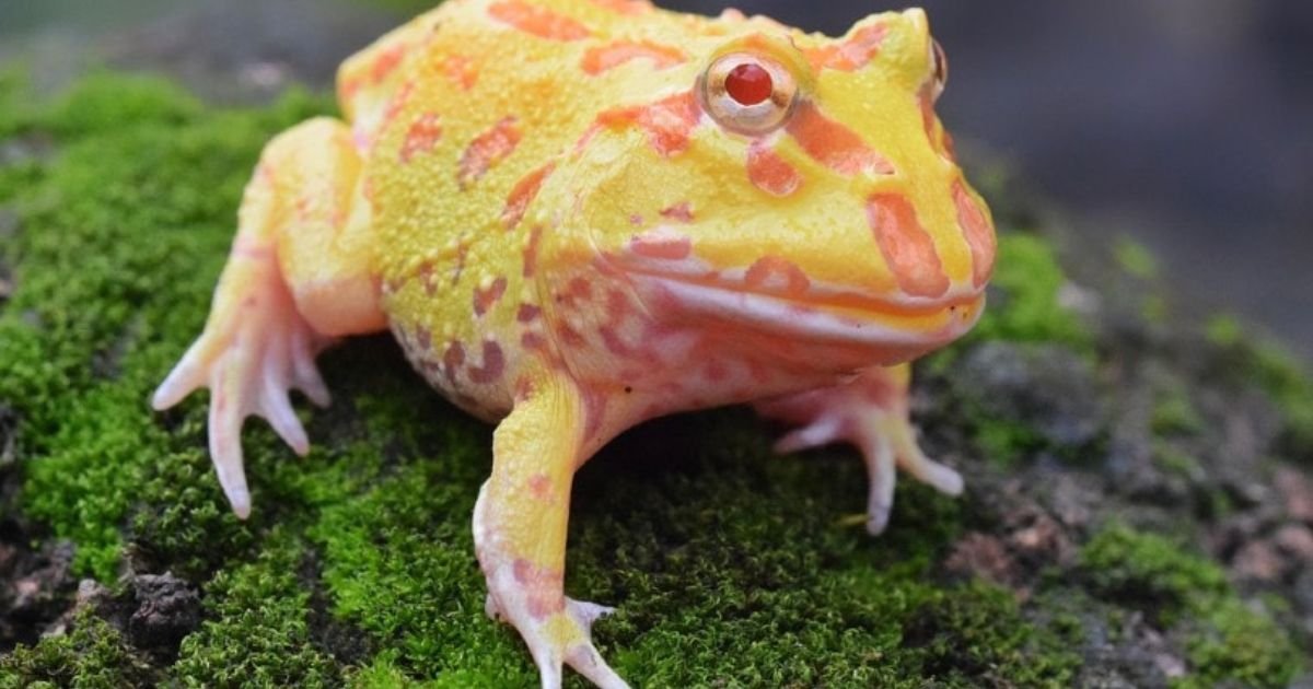 albino pacman beautiful cute frog