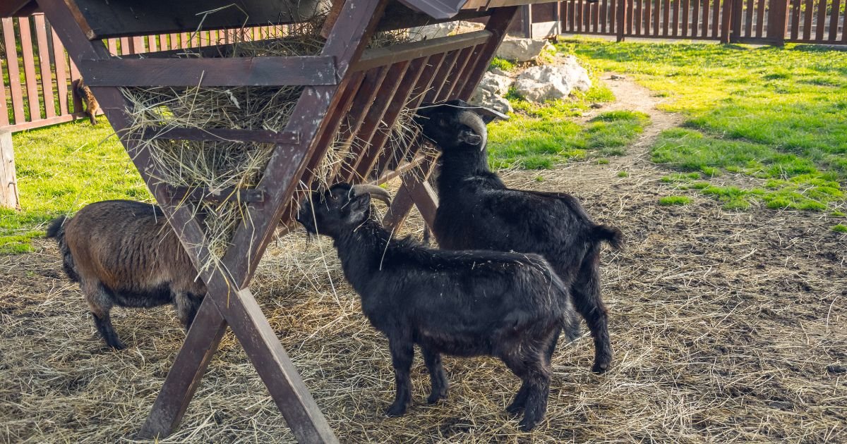 black goat hay eat feeder