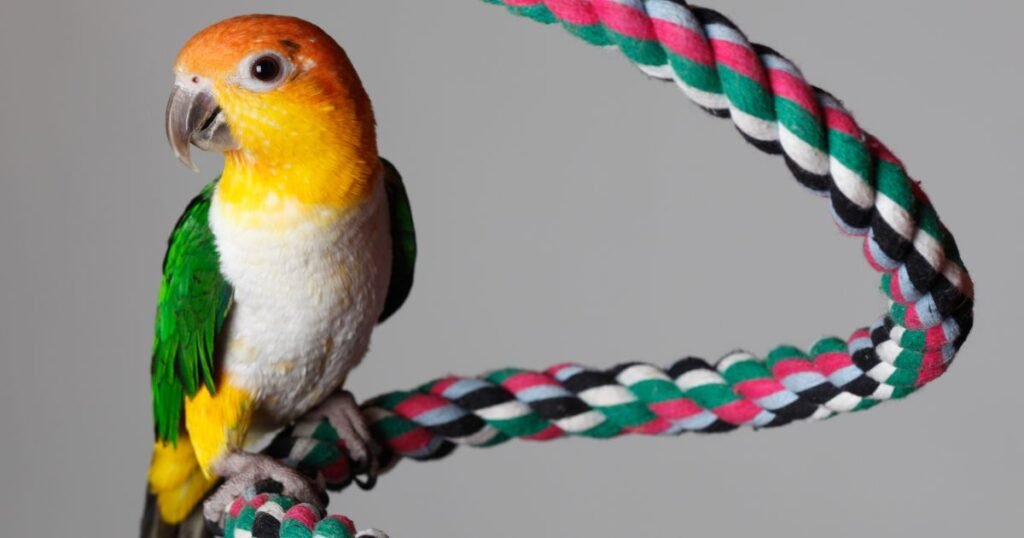 caique white belly sit Rope