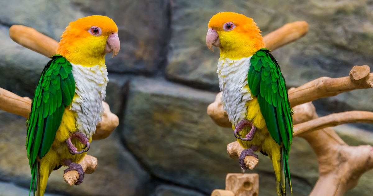 caique white belly