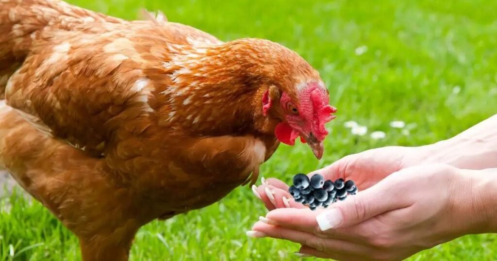 chickens eat blueberries