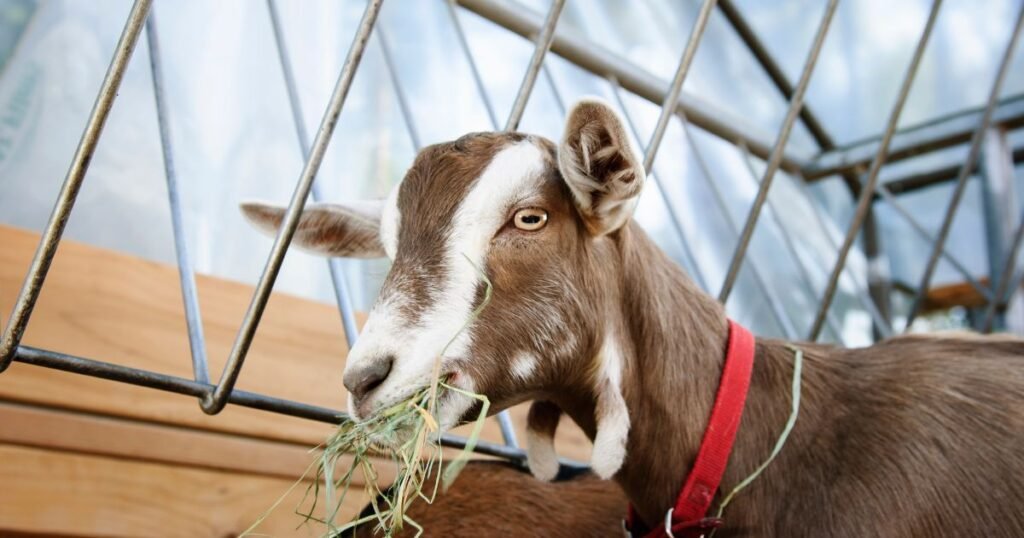 goat hay eat feeds