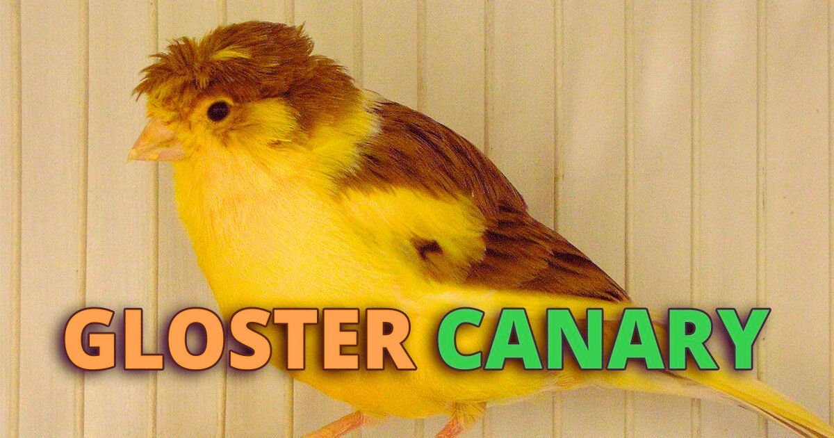 yellow gloster canary