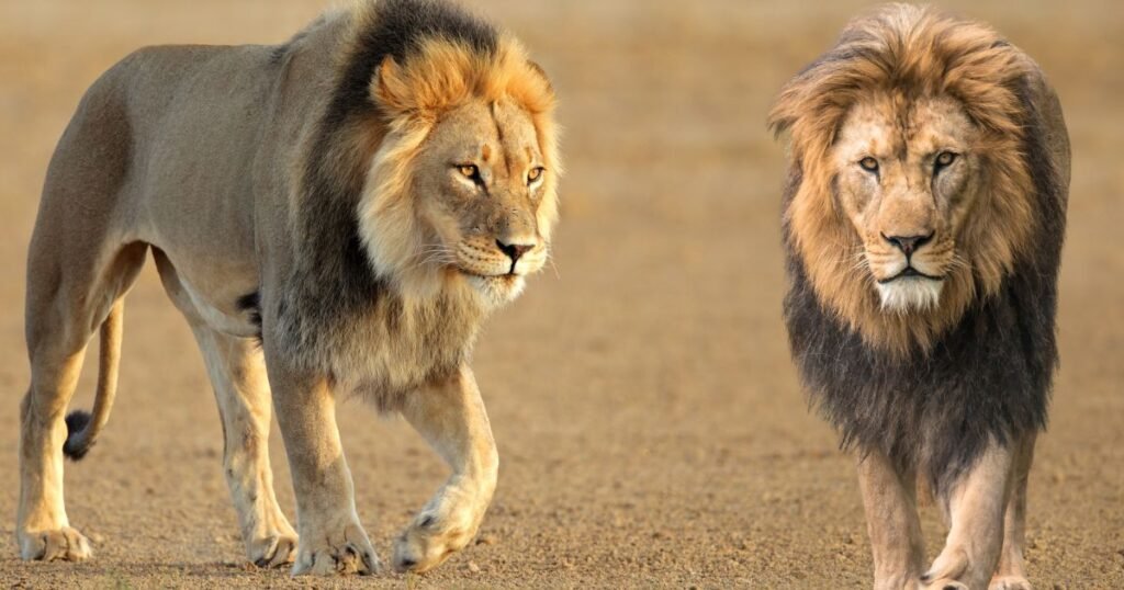 10 Wild Facts About Lions 
