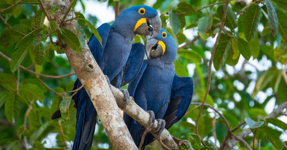 2 blue colar Hyacinth Macaw