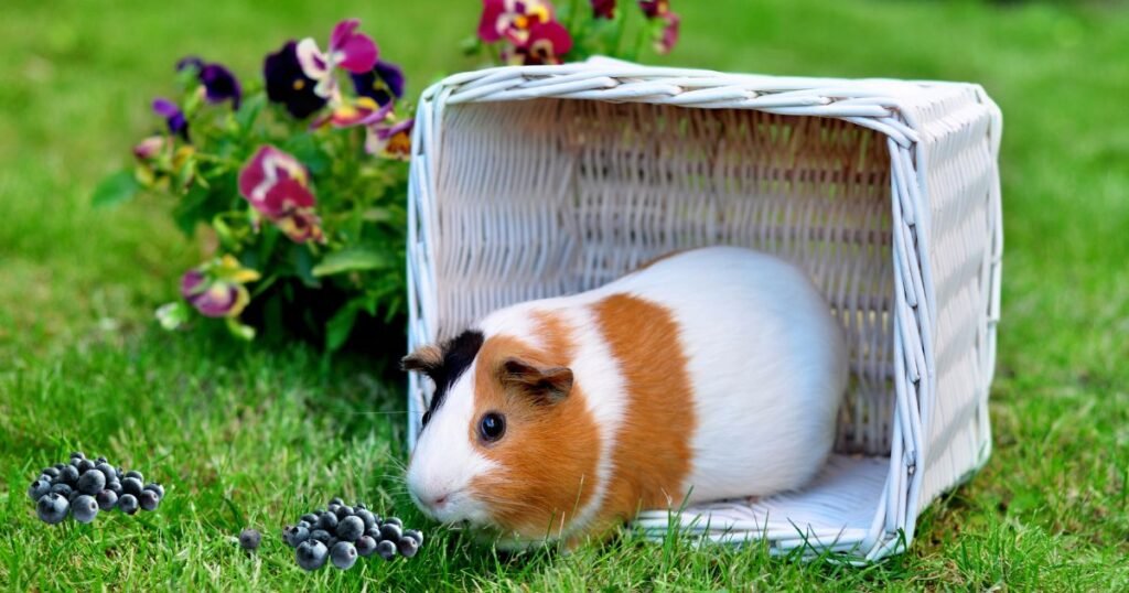 Benefits of Feeding Blueberries to Guinea Pigs