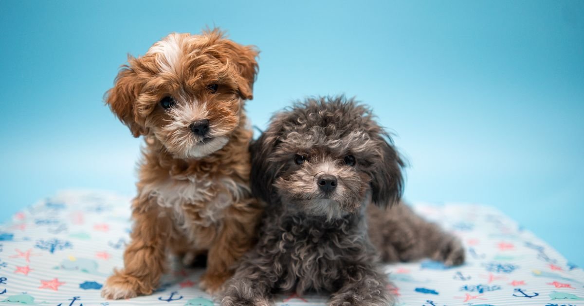 Black & Brown poodle Dogs
