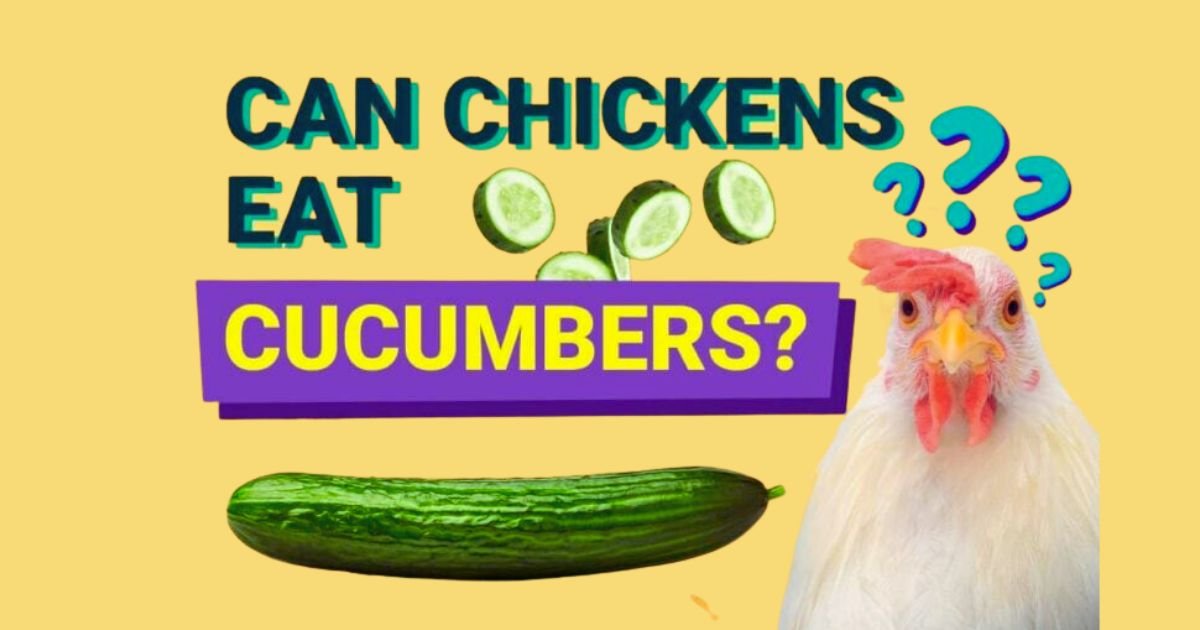 Can Chickens Eat Cucumbers Health & Nutrition Guide