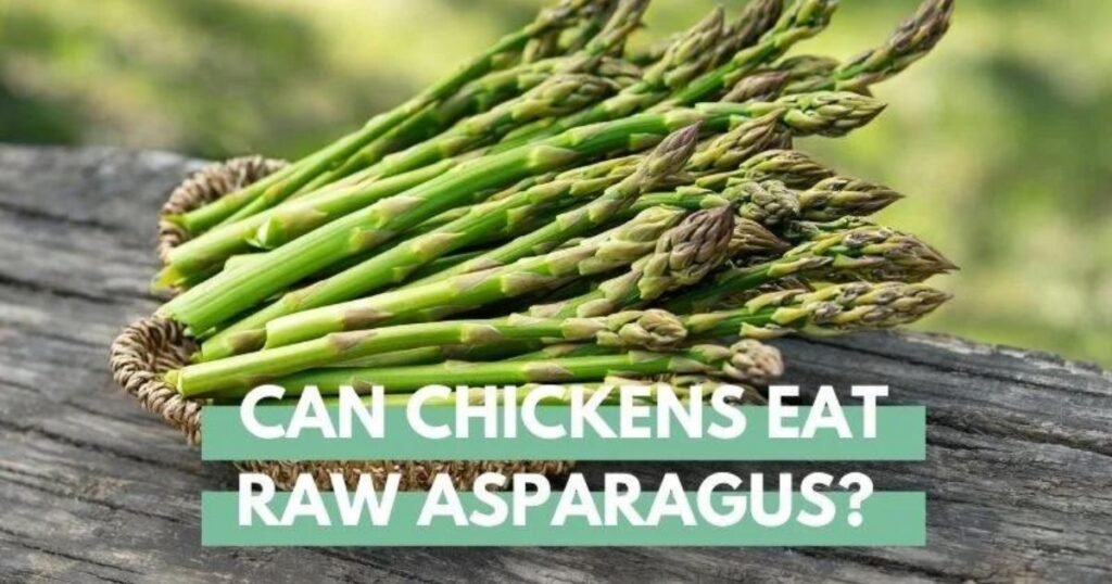 Can Chickens Eat Raw Asparagus