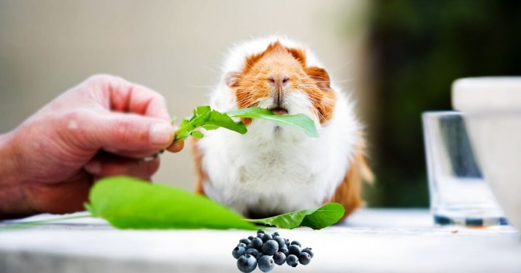 Can Guinea Pigs Eat Blueberries in 2023