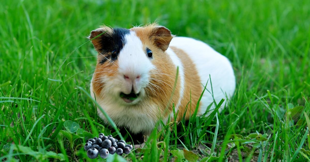 Can Guinea Pigs Eat Blueberries