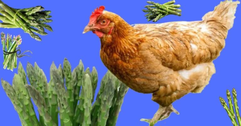 Chickens Eat Raw Asparagus 2023