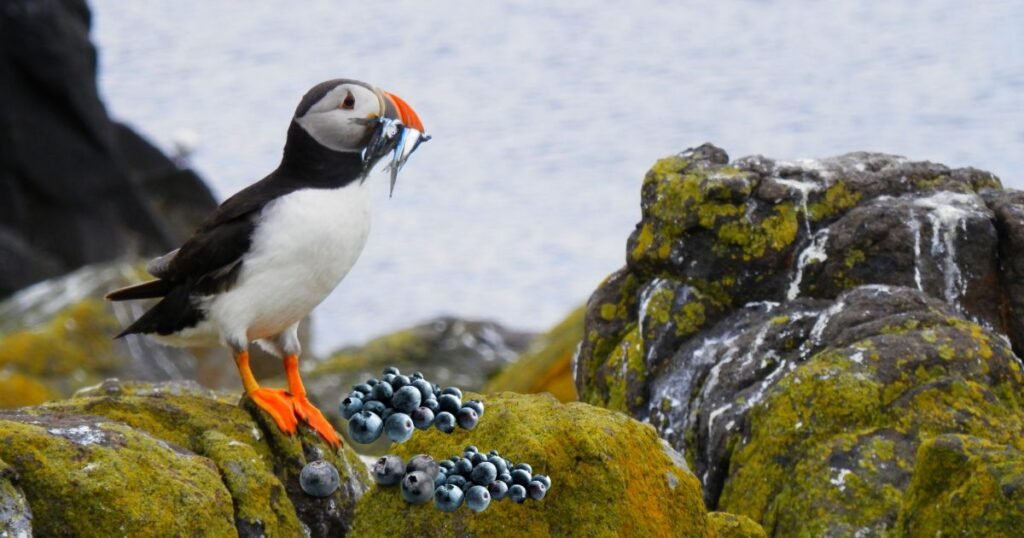 Comparing Maine's Puffin Colonies: Where to See the Most Puffins