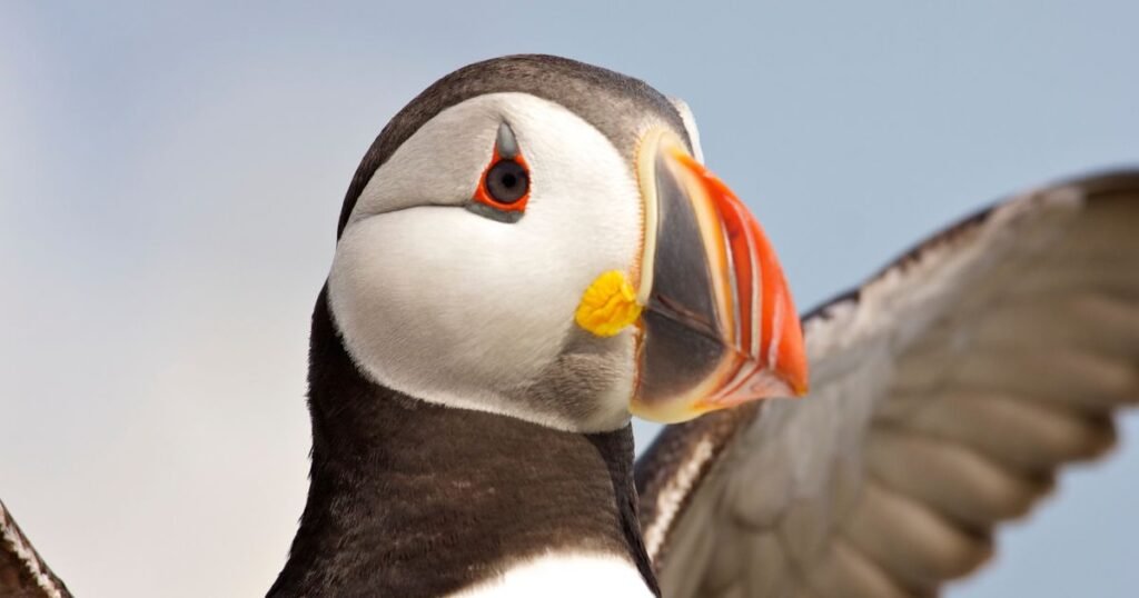Experience Maine's Beloved Puffins Up Close