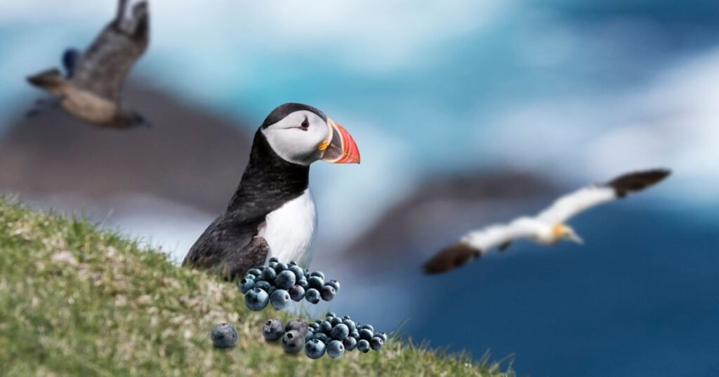 Fun Facts About Atlantic Puffins