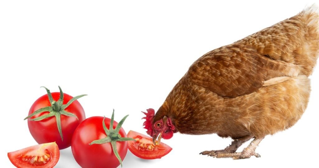 Hen Eat Tomatoes 2023