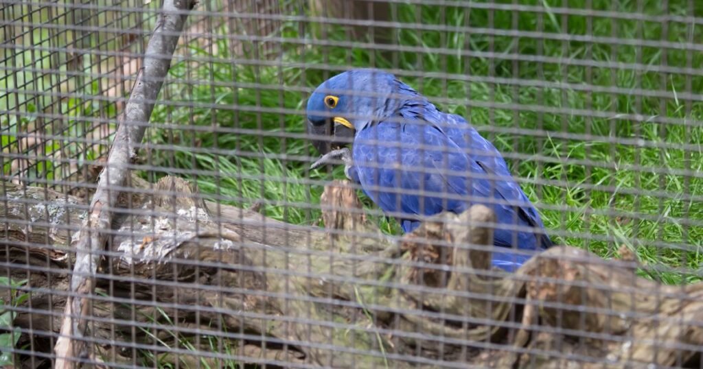 How Much Does a Hyacinth Macaw Cost 2023 Price Guide