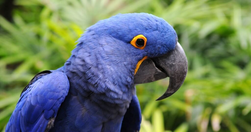 Hyacinth Macaw between $5,000 and over $12,000,