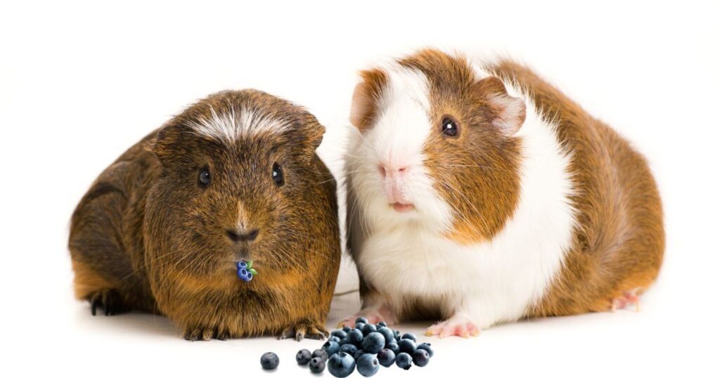 Nutritional Value of Blueberries for Guinea Pigs