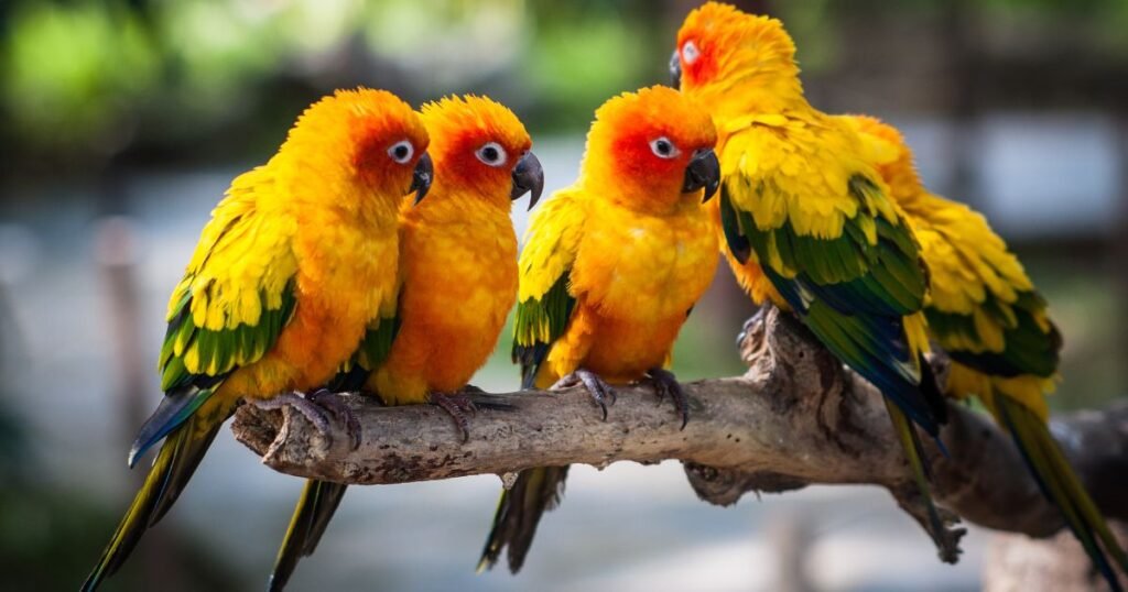 Pineapple Conure Parrots