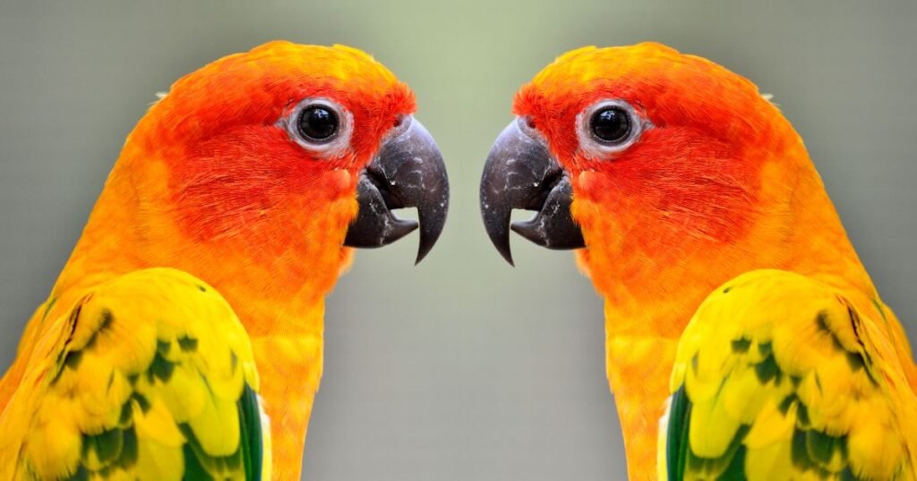Pineapple Conure yellow & Green Parrots
