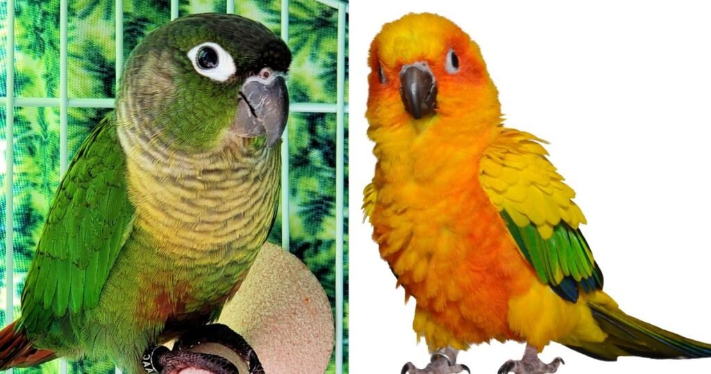 Pineapple Conure yellow Green Parrots