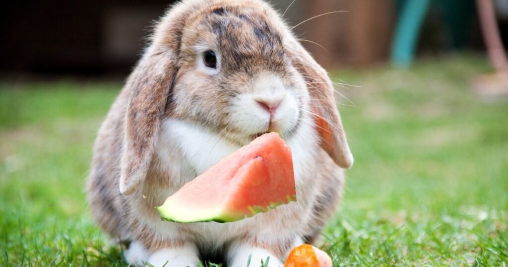 Rabbit Eat Watermelon
