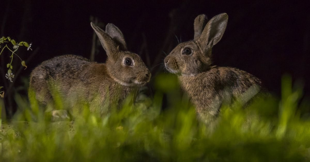 Rabbits See in the Dark