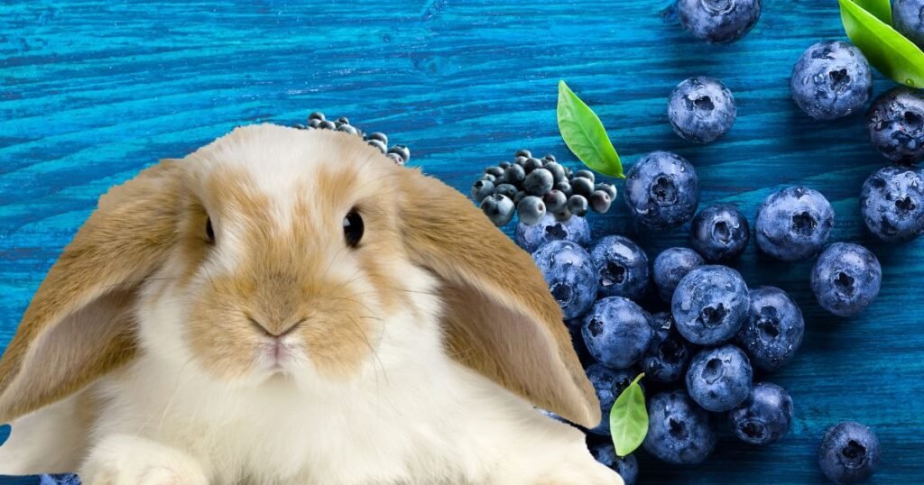 The Advantages & Disadvantages of Rabbit Blueberries