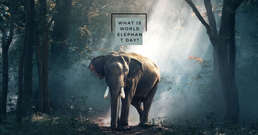 What is World Elephant Day