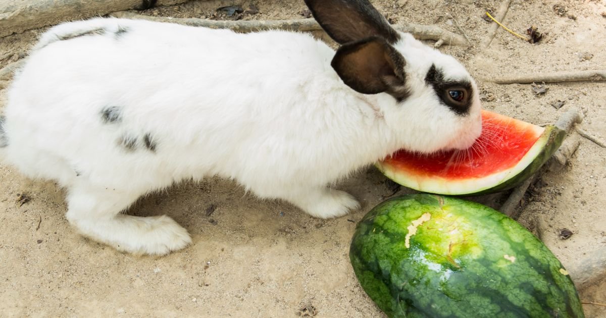 White Rabbits Eat Watermelon