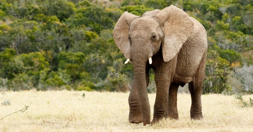 Why Elephants Matter: Cultural Significance and Ecological Roles
