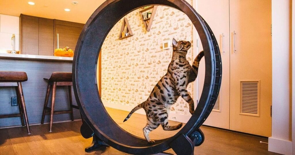 cat exercise wheels