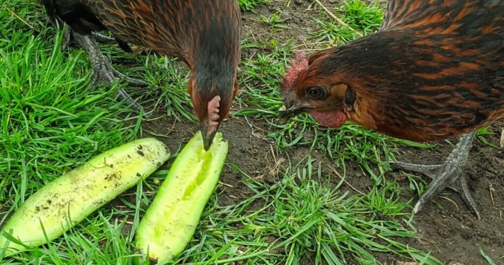 chickens eat cucumbers