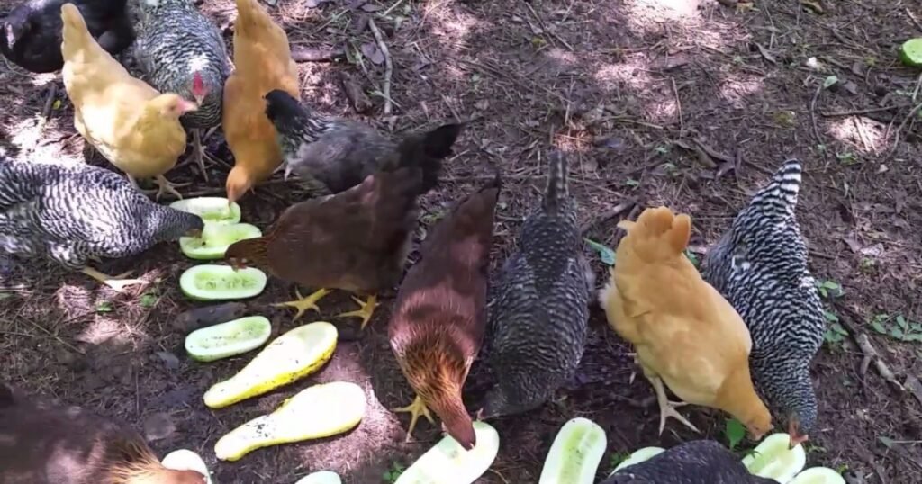 chickens eatig cucumbers