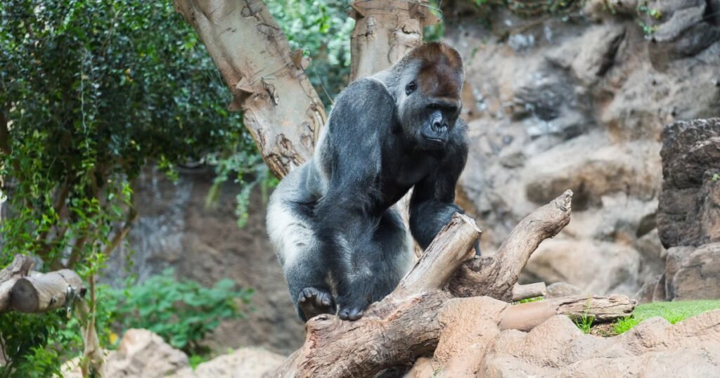 Detroit Zoo World Gorilla Day