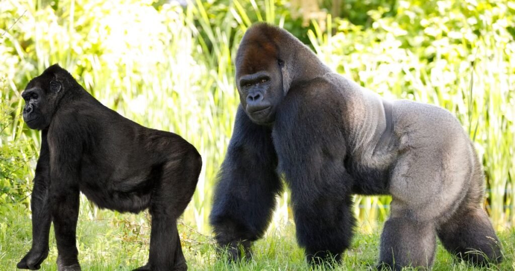 When is World Gorilla Day
