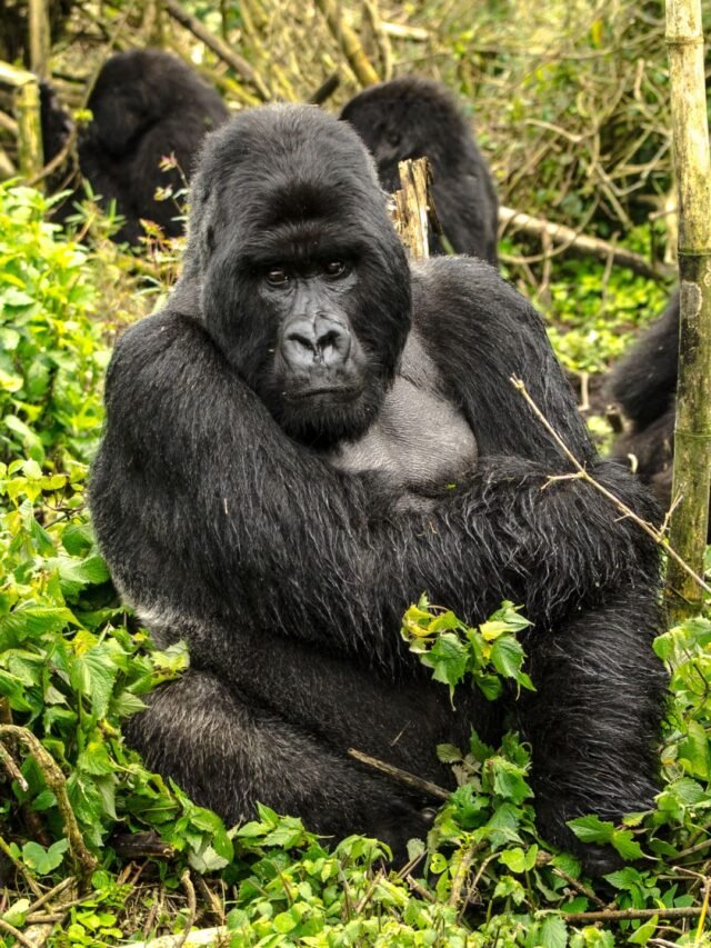 Unraveling the Majestic World of Gorillas: World Gorilla Day 2023