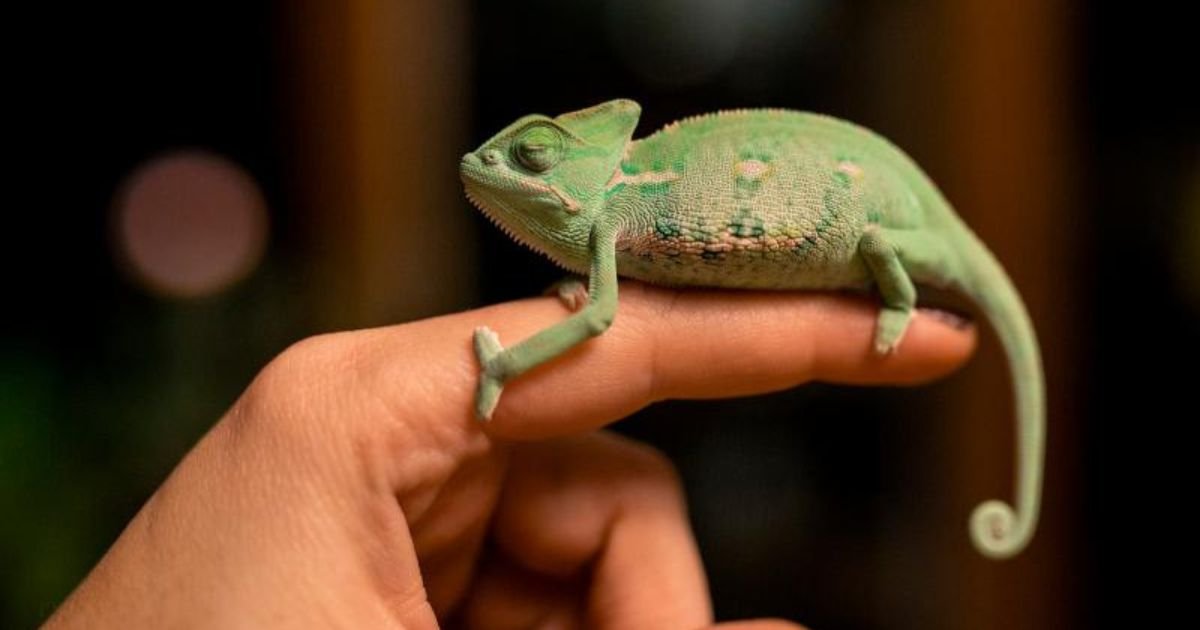 300 Chameleon Names From Cool to Cute