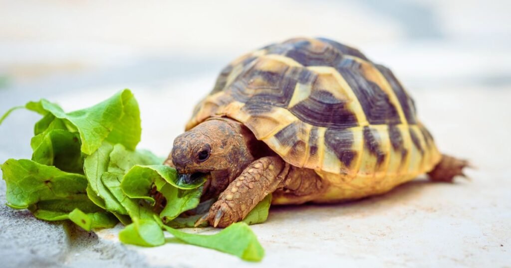 How Long Can Turtles Go Without Eating & Drinking