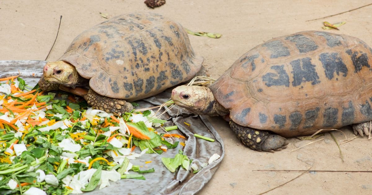 Turtles Eat vegetables
