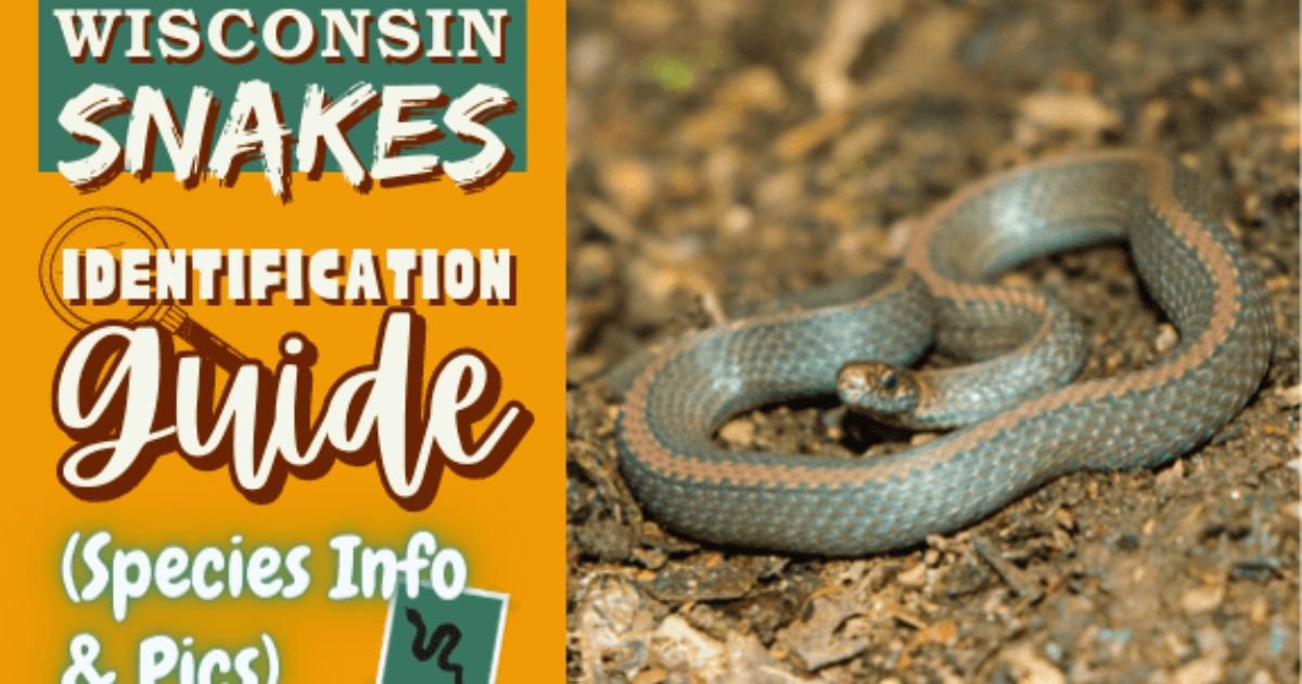 Wisconsin Snakes Identification