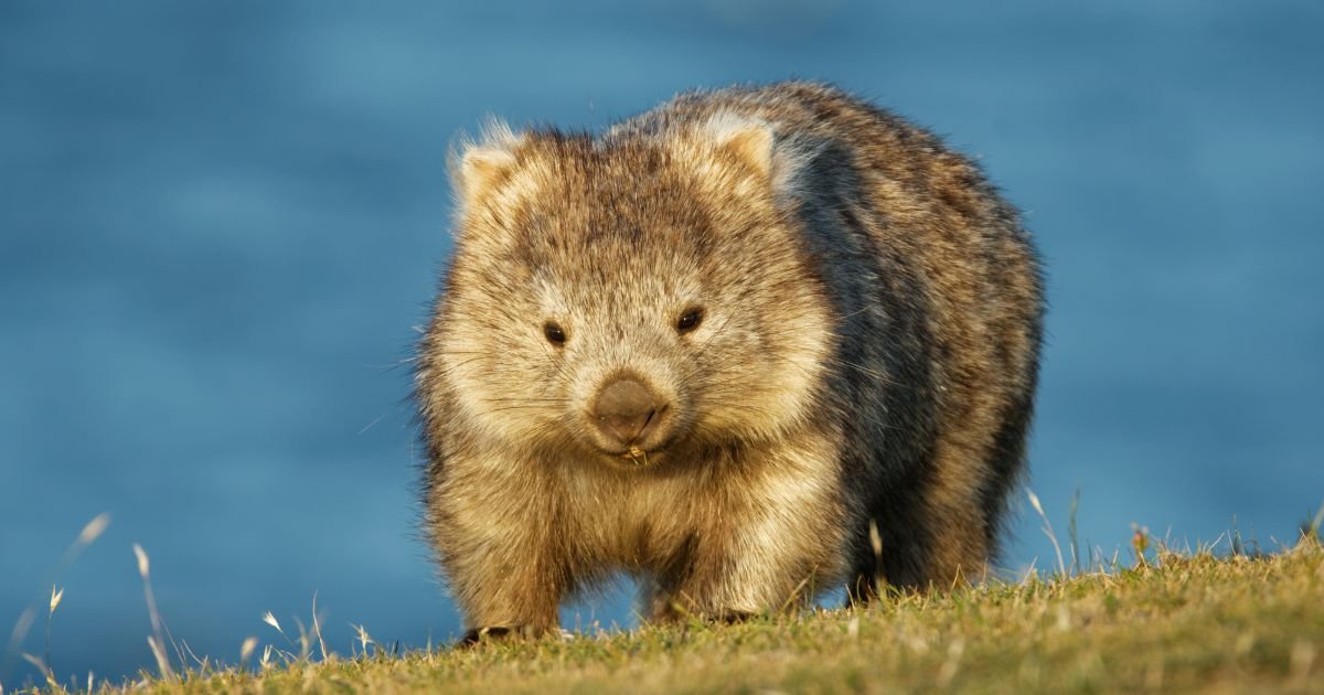 wombat day 2023