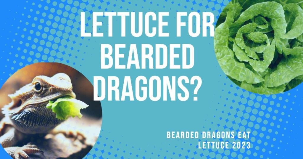 Bearded Dragons Eat Lettuce 2023