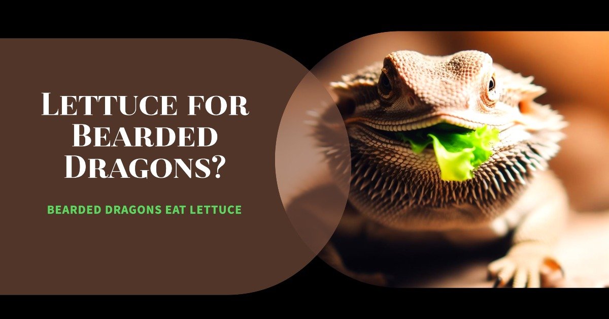 Bearded Dragons Eat Lettuce