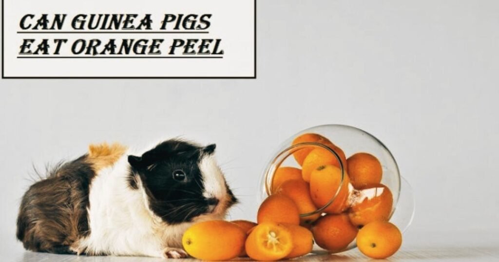 Can Guinea Pigs Eat Orange Peel