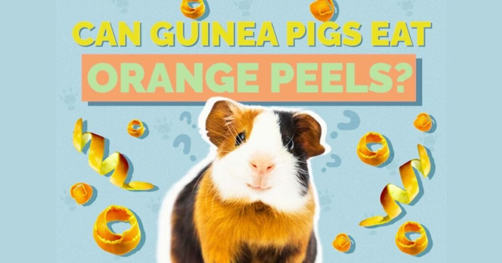 Can Guinea Pigs Eat Orange Peels Vet-Approved Benefits, Drawbacks,