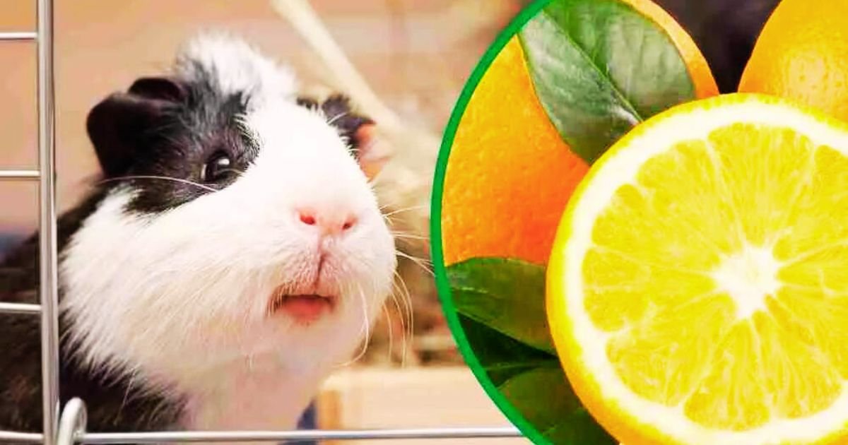 Can Guinea Pigs Eat Oranges 6 Key Benefits of Orange