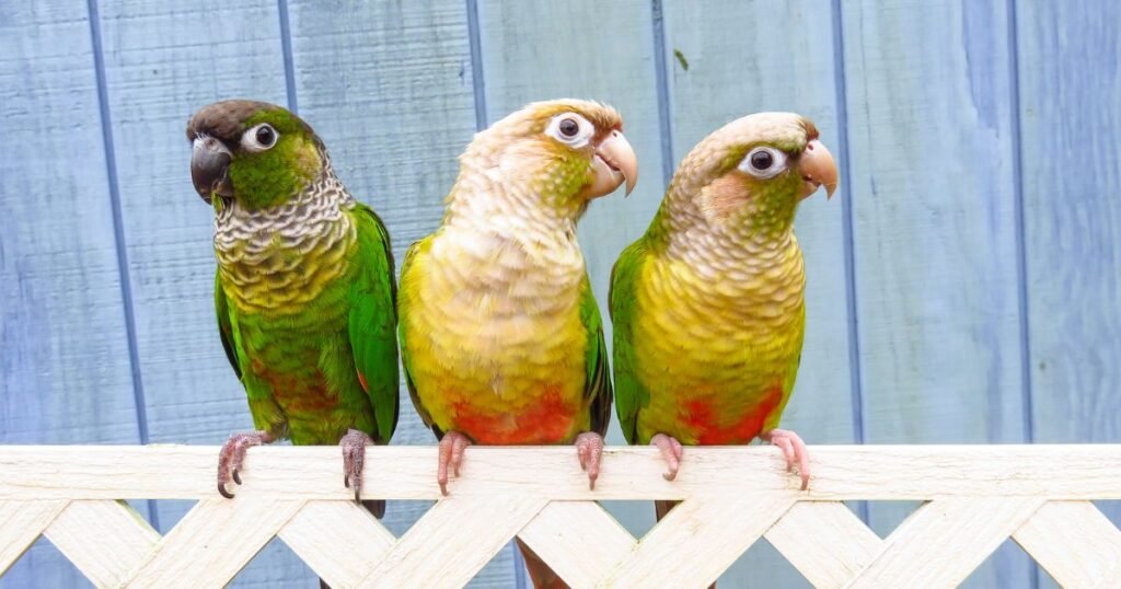 Difference Types of Conures